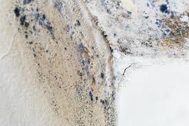 Best Forensic Mold Investigation  in Hercules, CA